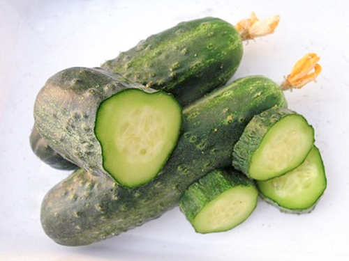 Cucumber variety Ajax