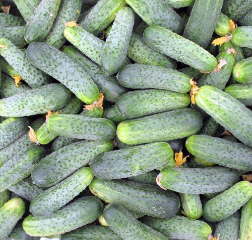 Cucumber variety Ajax