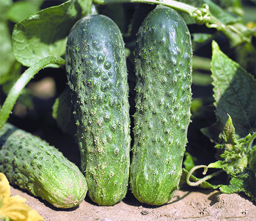 Cucumber variety Ajax