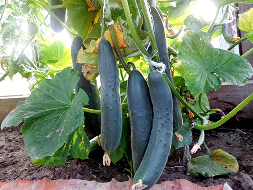 Cucumber variety April