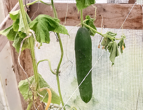 Cucumber variety April