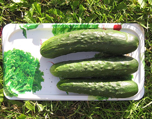 Cucumber variety April