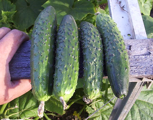 Cucumber variety April