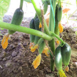 Cucumber variety Claudia (F1)