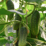 Cucumber variety Friendly family (F1)