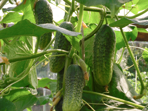 Cucumber variety Friendly family