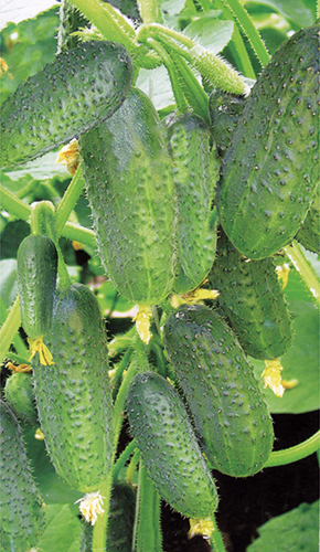 Cucumber variety Friendly family