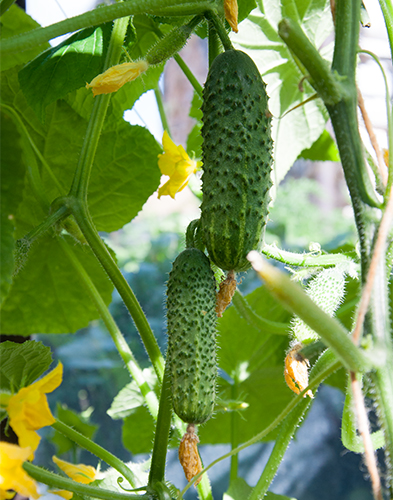 Cucumber variety Ekol