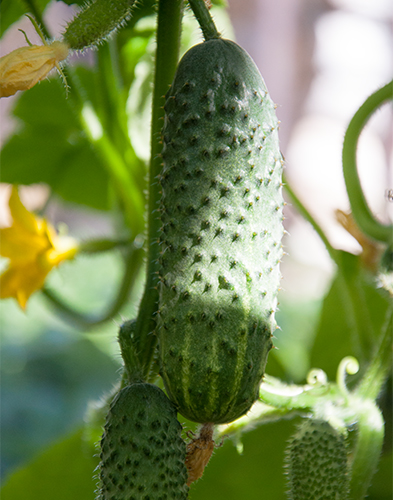 Cucumber variety Ekol