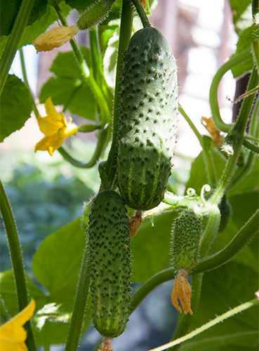 Cucumber variety Ekol