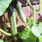 Cucumber variety Emelya (F1)