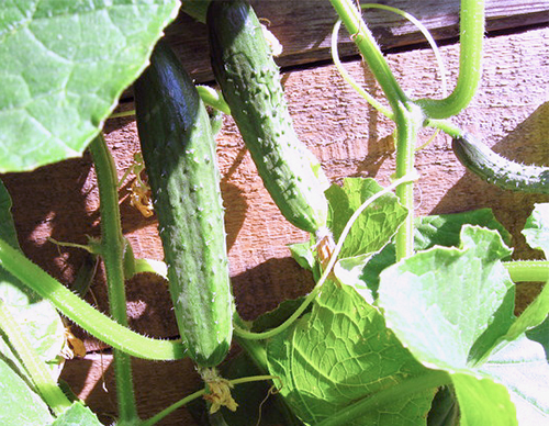 Cucumber variety Emelya