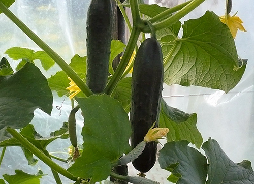 Cucumber variety Emelya