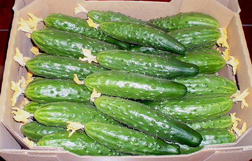 Cucumber variety Relay