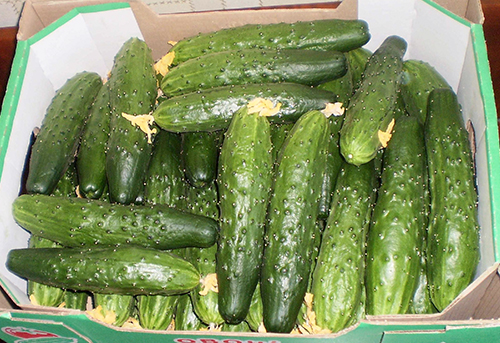 Cucumber variety Relay