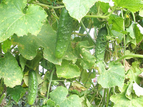 Phoenix cucumber variety