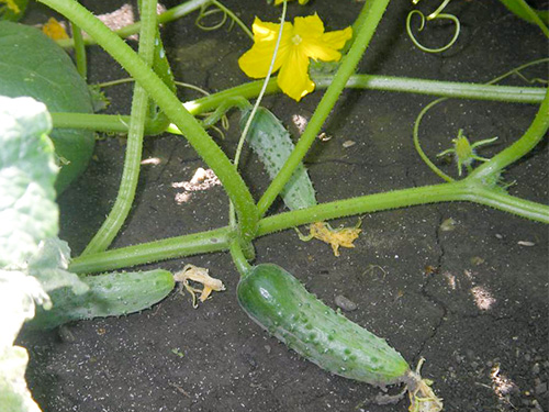 Phoenix cucumber variety