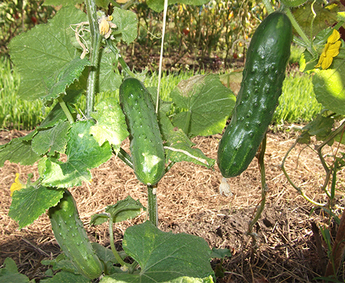 Phoenix cucumber variety