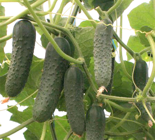 Cucumber variety Gunnar