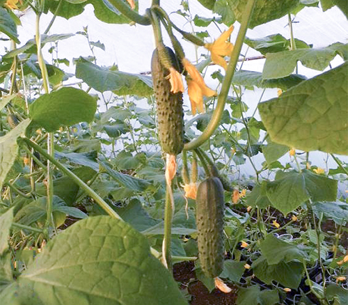 Cucumber variety Gunnar