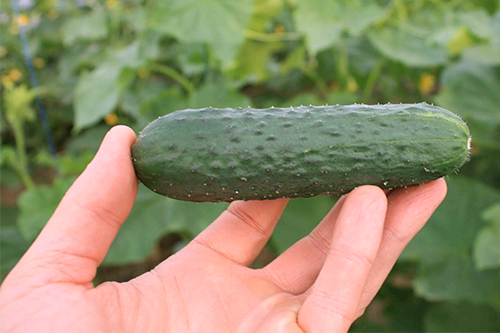 Cucumber variety Gunnar