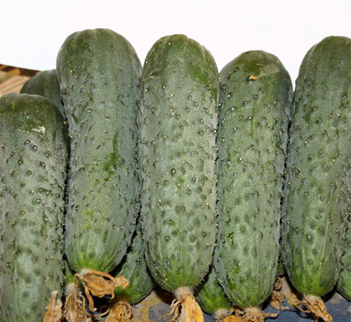 Cucumber variety Gunnar