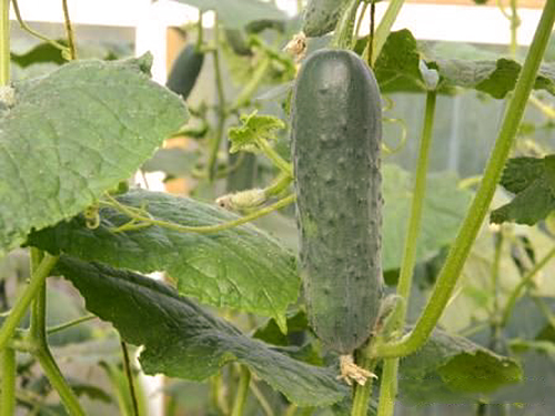 Cucumber variety Gunnar