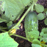 Cucumber variety Competitor