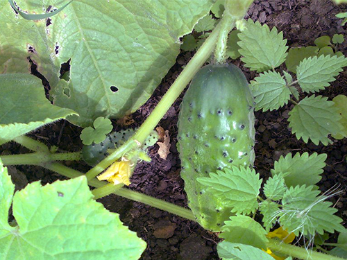 Cucumber variety Competitor