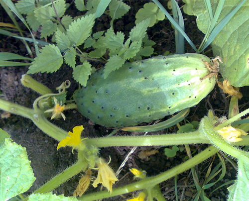 Cucumber variety Competitor