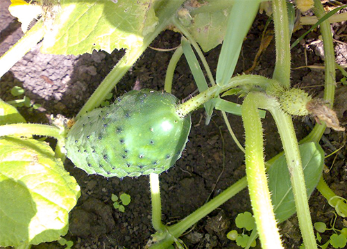 Cucumber variety Competitor