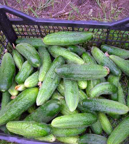 Cucumber variety Libelle