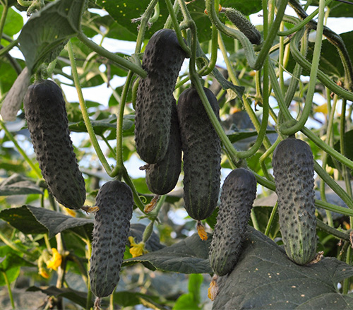 Cucumber variety Lyutoyar