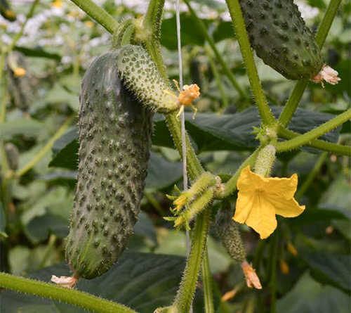 Cucumber variety Lyutoyar