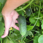 Cucumber Variety Thumb Boy (F1)