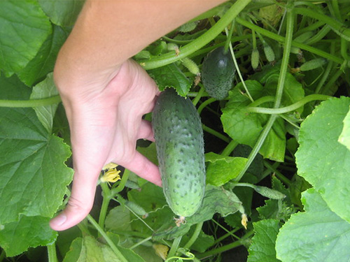 Cucumber variety Boy with finger