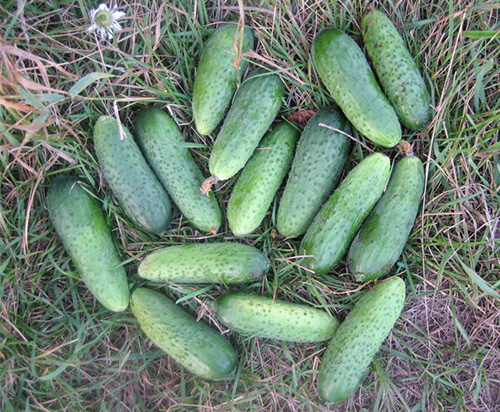 Cucumber variety Boy with finger