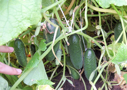 Cucumber variety Boy with finger