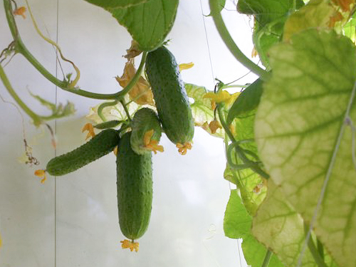 Cucumber variety Boy with finger