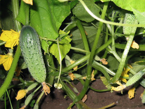 Cucumber variety Boy with finger