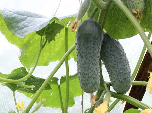 Meringue cucumber variety