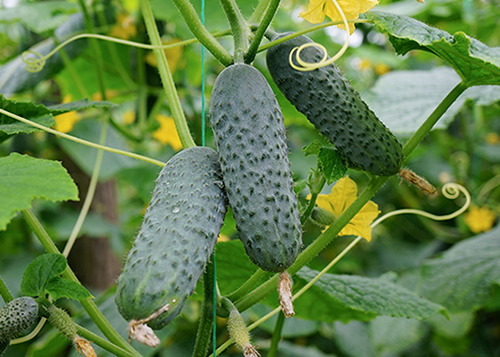 Meringue cucumber variety