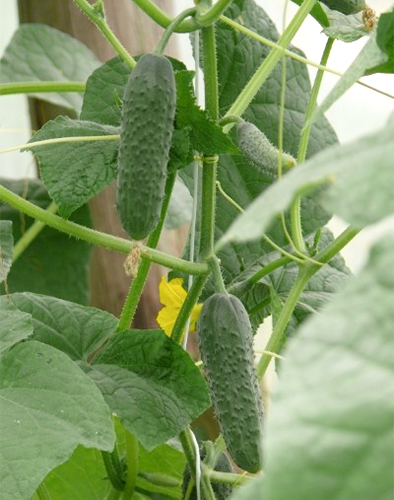 Meringue cucumber variety