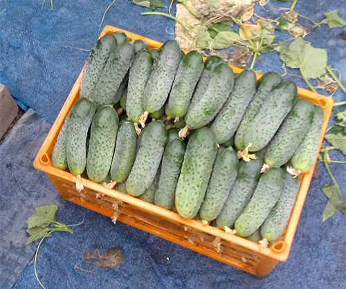 Meringue cucumber variety