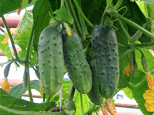 Cucumber variety Ant