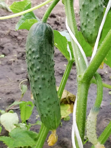 Cucumber variety Real Colonel