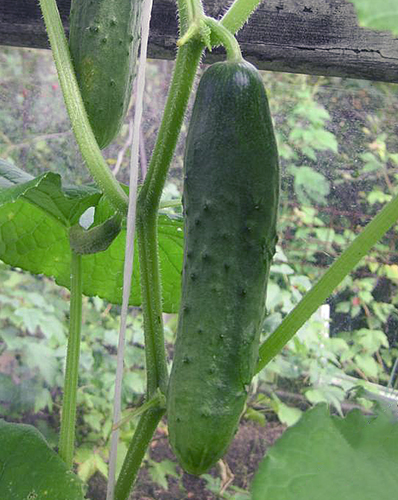 Cucumber variety Real Colonel