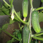 Cucumber variety Othello (F1)