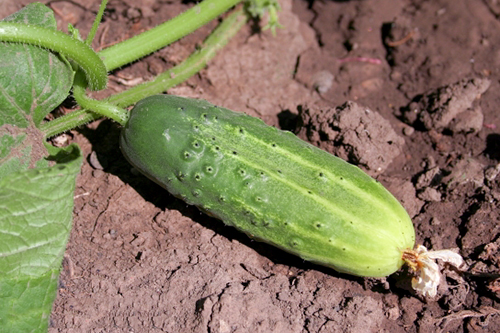 Cucumber variety Parisian gherkin