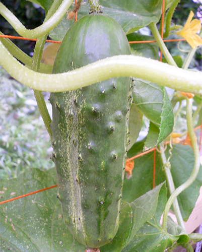 Cucumber variety Parisian gherkin